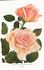Nellie E. Hillock rose photo