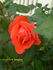 Lasting Peace rose photo