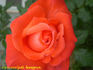 Lasting Peace rose photo