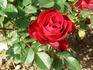 Zenta rose photo