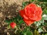 Orange Flame rose photo