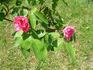 Hildenbrandseck rose photo
