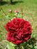 Copacabana rose photo