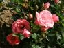 Atlanta rose photo