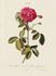 <i>Rosa Belgica sive vitrea flore rubro</i> rose photo