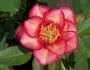 Halo Glory rose photo