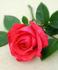 Just For You rose photo
