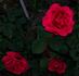 Kitchener of Khartoum rose photo