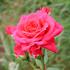 Just For You rose photo