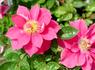Lucy ™ rose photo