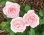 Baby Grand rose photo