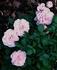 Baby Grand rose photo