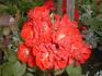 Espéranza rose photo