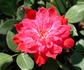Red Germain rose photo