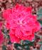 Red Germain rose photo