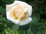 Grand Mogul rose photo