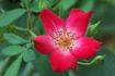 Annie Laurie ™ rose photo