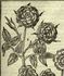 <i>Rosa sine spinis multiplex</i> rose photo