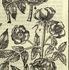 Spanish Musk Rose rose photo
