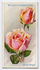 Emma Wright rose photo