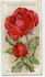 The General rose photo