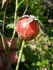 Riverbanks rose photo
