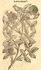 <i>Rosa sine spinis</i> rose photo