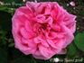 Aristide Dupuis rose photo