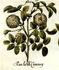 <i>Rosa alba minor</i> rose photo
