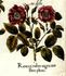 <i>Rosa ex rubro nigricans flore pleno</i> rose photo