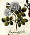 <i>Rosa provincialis flore albo</i> rose photo