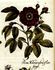 Single Velvet Rose rose photo
