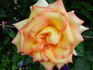 Ambiance rose photo