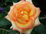 Ambiance rose photo