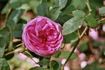 La Noblesse (Centifolia, Pastoret/Soupert rose photo