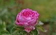 Madame Rambaux rose photo