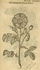 <i>Rosa holosericea</i> rose photo