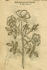 <i>Rosa moscata major</i> rose photo