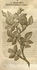 <i>Rosa sine spinis</i> rose photo