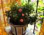 Orange Twist rose photo