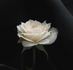 Ivory Palace rose photo