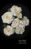 Ivory Palace rose photo