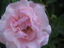Thelma rose photo