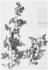 <i>Rosa moschata</i> var. <i>nastarana</i> Christ rose photo