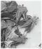 <i>Rosa freitagii</i> Ziel. rose photo