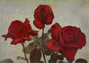 W. E. Chaplin rose photo