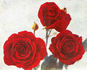 W. E. Chaplin rose photo