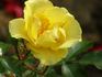 Pimpernelle rose photo