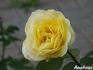 Dune rose photo
