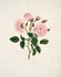 Blush Provence rose photo
